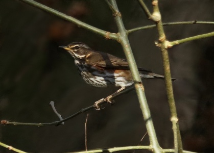 Redwing, Turdus iliacus, Alan Prowse